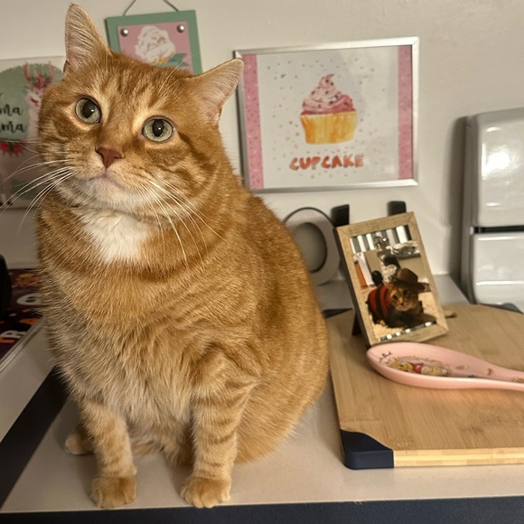 🐈🐈‍⬛ - Picture 9 of 16